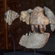 Reconstruction of the jaws of Razanandrongobe sakalavae, including the original left dentary, right premaxilla (courtesy of the Natural History Museum of Toulouse ), and their counterlateral copies (in grey), printed in 3-D from CT data by FabLab Milan, and then mounted at the Natural History Museum of Milan. Credit: Giovanni Bindellini.